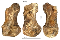 Mammuthus primigenius